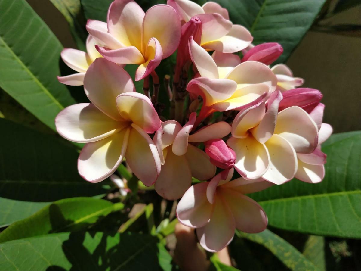 Yoga Paradise Garden ทรู โอซ์ บิชส์ ภายนอก รูปภาพ